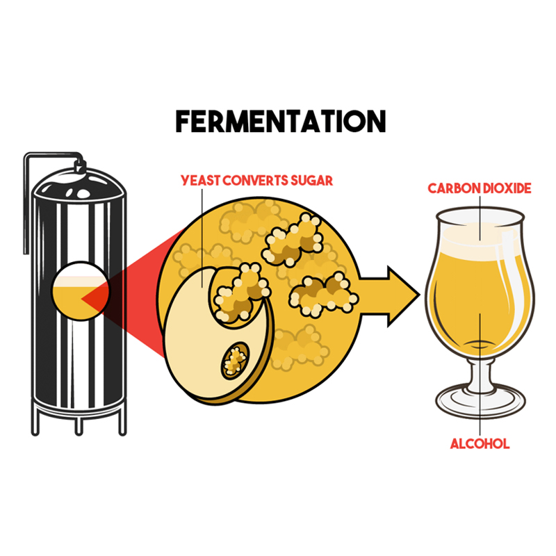 The Knowledge of Beer Fermentation